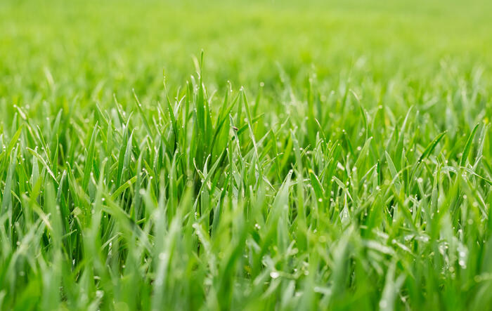 Striegeln der Fairways