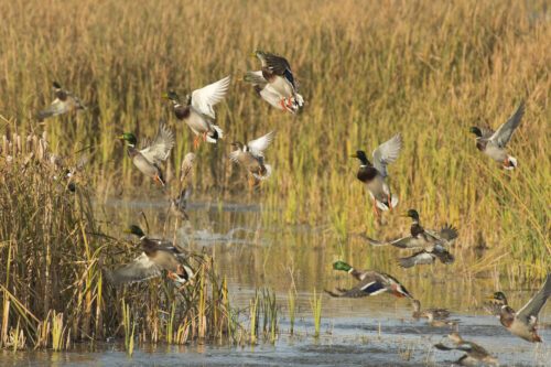 Enten- und Krähenjagd am 11.09. bis 11:00 Uhr