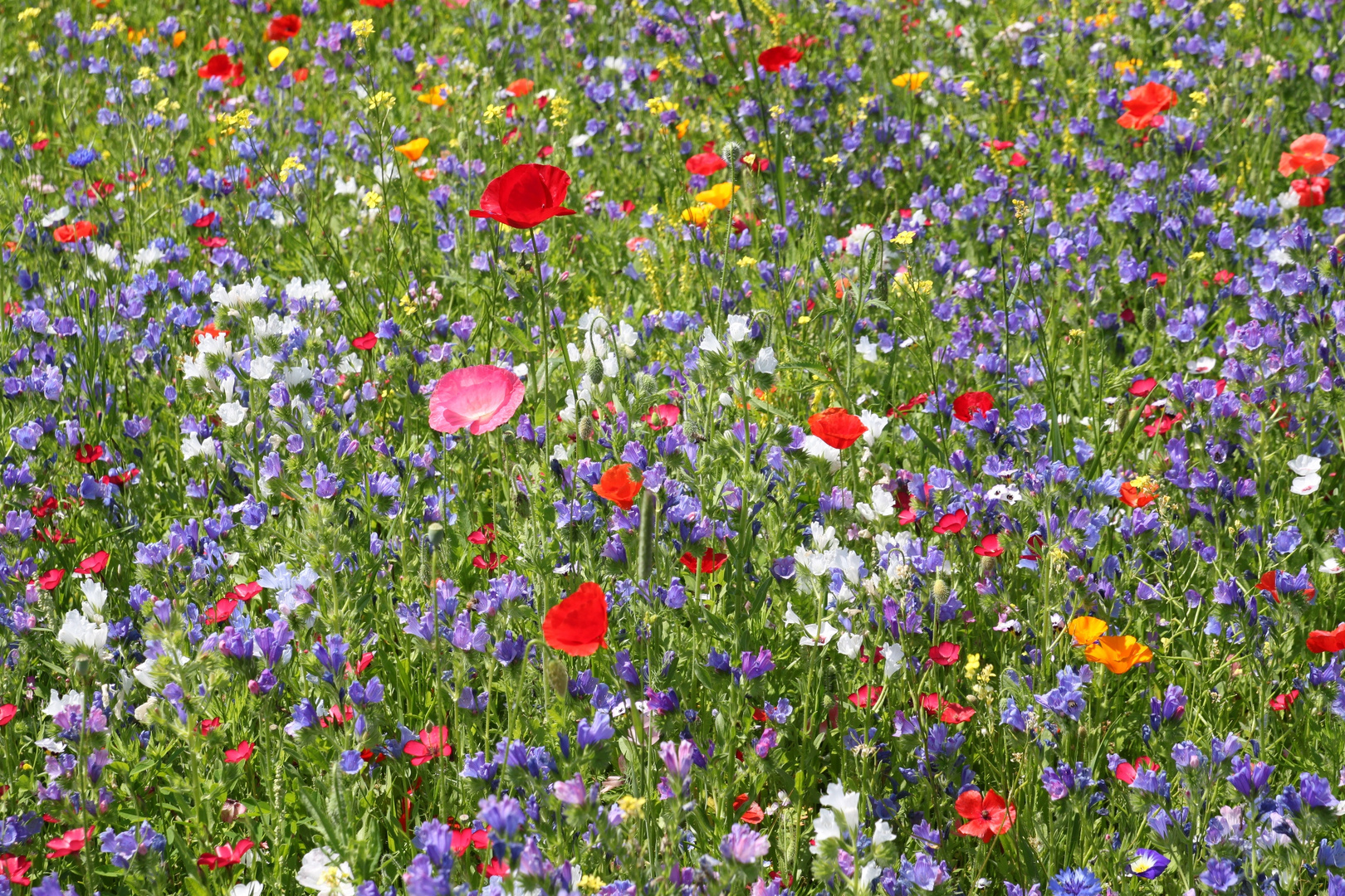 Blühwiesen - mit Pfählen markierte Spielverbotszone