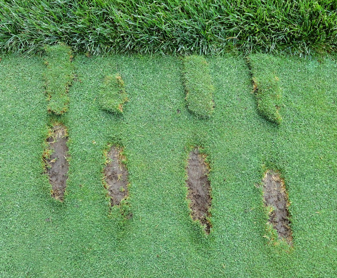 Divots zurücklegen